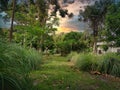 Grassy lemon grass along pathway into the farm Royalty Free Stock Photo