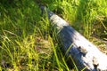 Grassy log in the Russian forest