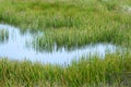 Grassy Marshland