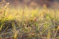 Grassy Meadow Backlit with Sunlight