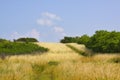 Grassy meadow with bushes Royalty Free Stock Photo