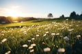 Grassy meadow field with flowers on sunset