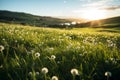 Grassy meadow field with flowers on sunset Royalty Free Stock Photo