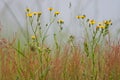 Hazy grassy meadow with flowers of Hawkweed and Sorrel Royalty Free Stock Photo