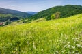 Grassy meadow on a hillside Royalty Free Stock Photo