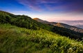 Grassy meadow on a hillside at beautiful reddish sunrise