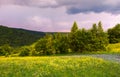 Grassy meadow on the hillside Royalty Free Stock Photo