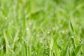 grassy meadow morning dew nature beauty Royalty Free Stock Photo