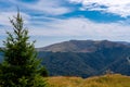 Grassy meadow with a pine tree against the background of mountains Royalty Free Stock Photo