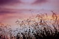 Grassy Meadow Silhouette