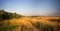 Grassy meadow, sunlit Royalty Free Stock Photo