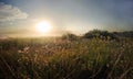 Grassy meadow, sunset Royalty Free Stock Photo