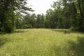 Grassy meadow in wilderness Royalty Free Stock Photo