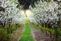 Grassy path in blossoming apple tree orchard Royalty Free Stock Photo