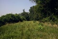 Grassy path in a park and by the edge of a corn field on a summer day in the italian countryside Royalty Free Stock Photo