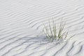 Grassy plant in sand ripples at White Sands