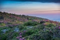 Grassy Ridge Covered in Rhododendron at Sunset