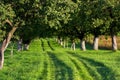 Grassy Road through Sunlit Alley Royalty Free Stock Photo