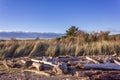 Driftwood and sand dunes with grass Royalty Free Stock Photo