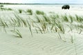 Grassy sandy beach, grass in the sand Royalty Free Stock Photo