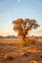 Grassy steppe with Camel Thorn trees Vachellia erioloba, near Sesriem, evening light, Naukluft Mountains at the back, Sesriem, N Royalty Free Stock Photo