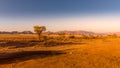 Grassy steppe with Camel Thorn trees Vachellia erioloba, near Sesriem, evening light, Naukluft Mountains at the back, Sesriem, N Royalty Free Stock Photo