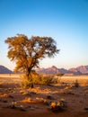 Grassy steppe with Camel Thorn trees Vachellia erioloba, near Sesriem, evening light, Naukluft Mountains at the back, Sesriem, N Royalty Free Stock Photo