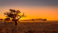 Grassy steppe with Camel Thorn trees Vachellia erioloba, near Sesriem, evening light, Naukluft Mountains at the back, Sesriem, N