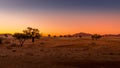 Grassy steppe with Camel Thorn trees Vachellia erioloba, near Sesriem, evening light, Naukluft Mountains at the back, Sesriem, N