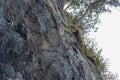 Grassy stone cliffs over the ocean with tall pine trees on it