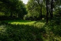 Grassy trail to glade in woods before storied apartments on sunny summer day Royalty Free Stock Photo