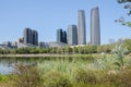 Grassy and weedy lakeside in modern city of sunny summer morning