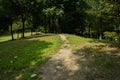 Grassy and weedy trail in woods on sunny summer day Royalty Free Stock Photo