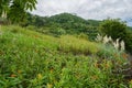 Grassy and woody mountainside in cloudy summer