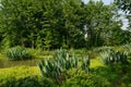 Grassy and woody riversides in sunny summer morning