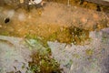 Grassy yard lawn or park with puddles in the green field with reflectios. Frozen plant in a puddle with ice. Puddle in pink rock w Royalty Free Stock Photo