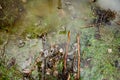 Grassy yard lawn or park with puddles in the green field with reflectios. Frozen plant in a puddle with ice. Puddle in pink rock w Royalty Free Stock Photo