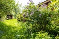 grassy yard of village house with blooming lilacs