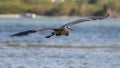 Great Blue Heron Flying, San Carlos Bay, Bunche Beach Preserve, F Royalty Free Stock Photo