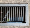 Grate covering, Sewer Storm water sump Royalty Free Stock Photo