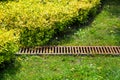 Grate drainage system on the lawn with green grass and bushe.