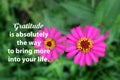 Grateful inspirational quote - Gratitude is absolutely the way to bring more into your life. With top view of two pink zinnia.