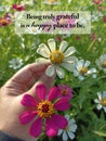 Gratefulness quote - Being truly grateful is a happy place to be. With person picking zinnia flower.