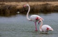 Grater Flamingo