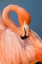 Grater Flamingo (Phoenicopterus ruber)