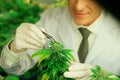 Gratifying male scientist using tweezers to remove bud from cannabis hemp plant.