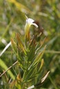 Gratiola officinalis, Plantaginaceae. Royalty Free Stock Photo