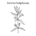 Gratiole, common hedgehyssop gratiola officinalis , medicinal plant Royalty Free Stock Photo