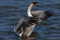 Swan goose, Anser cygnoid, standing in the water flapping wings Royalty Free Stock Photo
