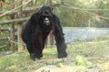 Grauer gorilla Royalty Free Stock Photo